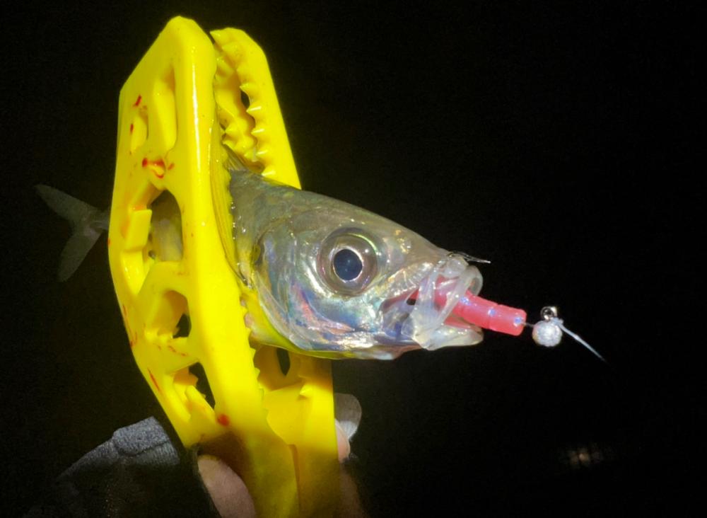 鯵を探して三千里Vel.26