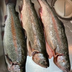 サーモン筏で美味しいサーモンを✨