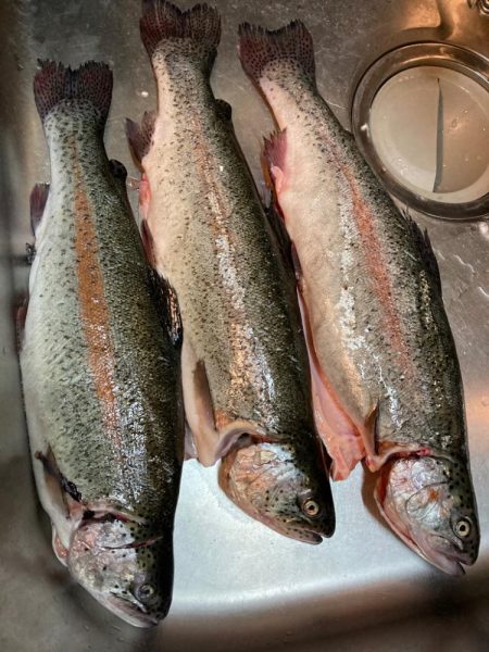 サーモン筏で美味しいサーモンを✨