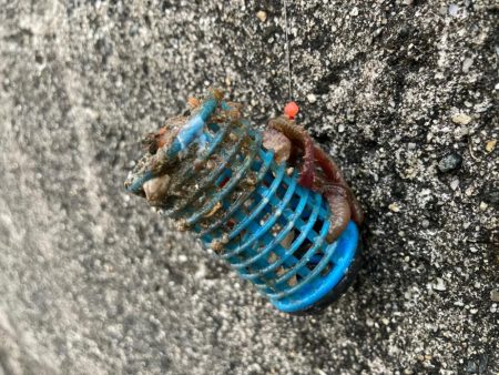 初カレイ初ガシラに初…？？にゃ