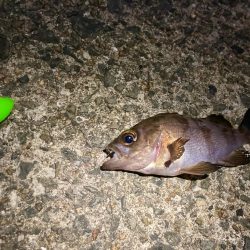 岸和田一文字メバリング調査にゃ！