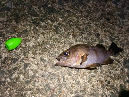 岸和田一文字メバリング調査にゃ！