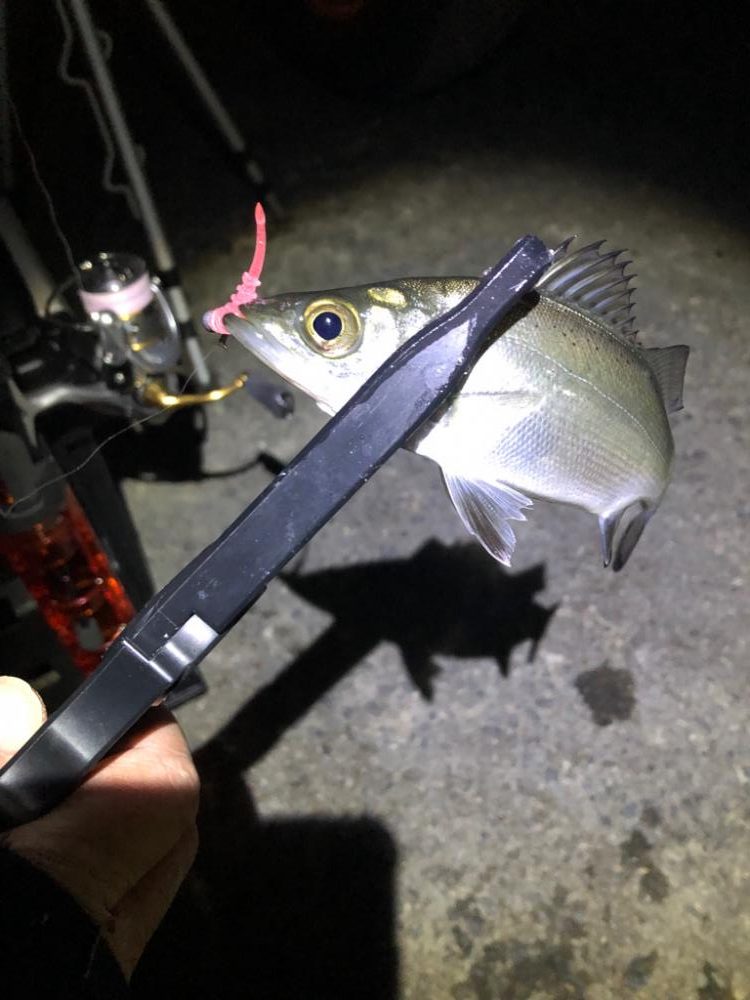 2023年 釣り初め❗️