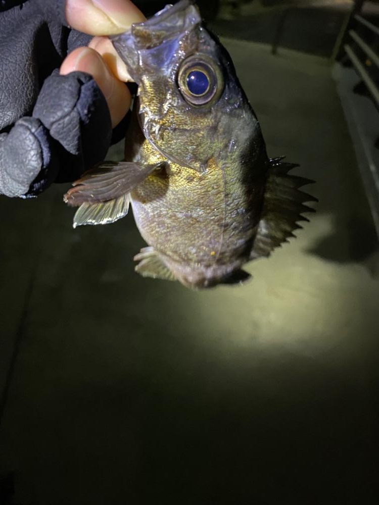 メバルプラッギング