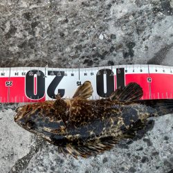 真冬の四日市ライトゲーム