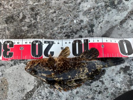 真冬の四日市ライトゲーム