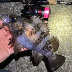 産卵ピーク明石のメバル