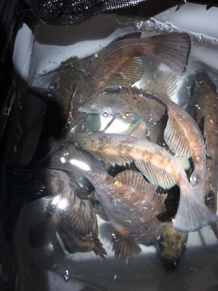 つぬけメバリング