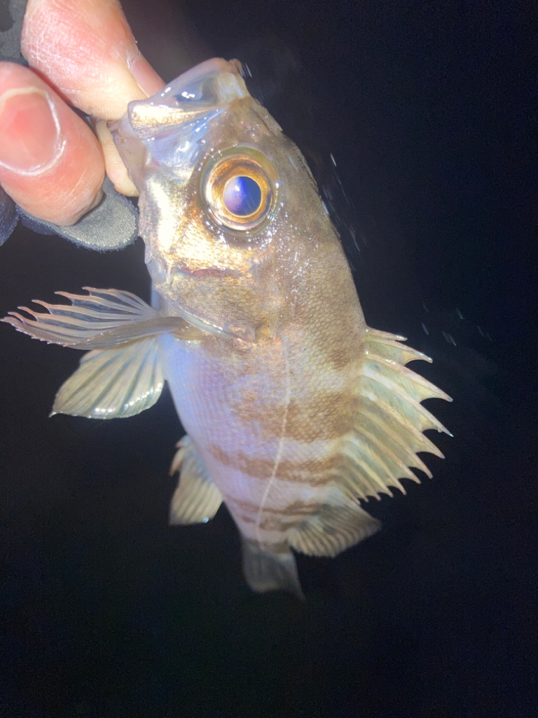 2023ライトゲーム第3戦