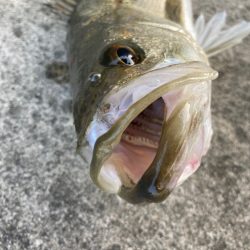 ハネ釣れました！