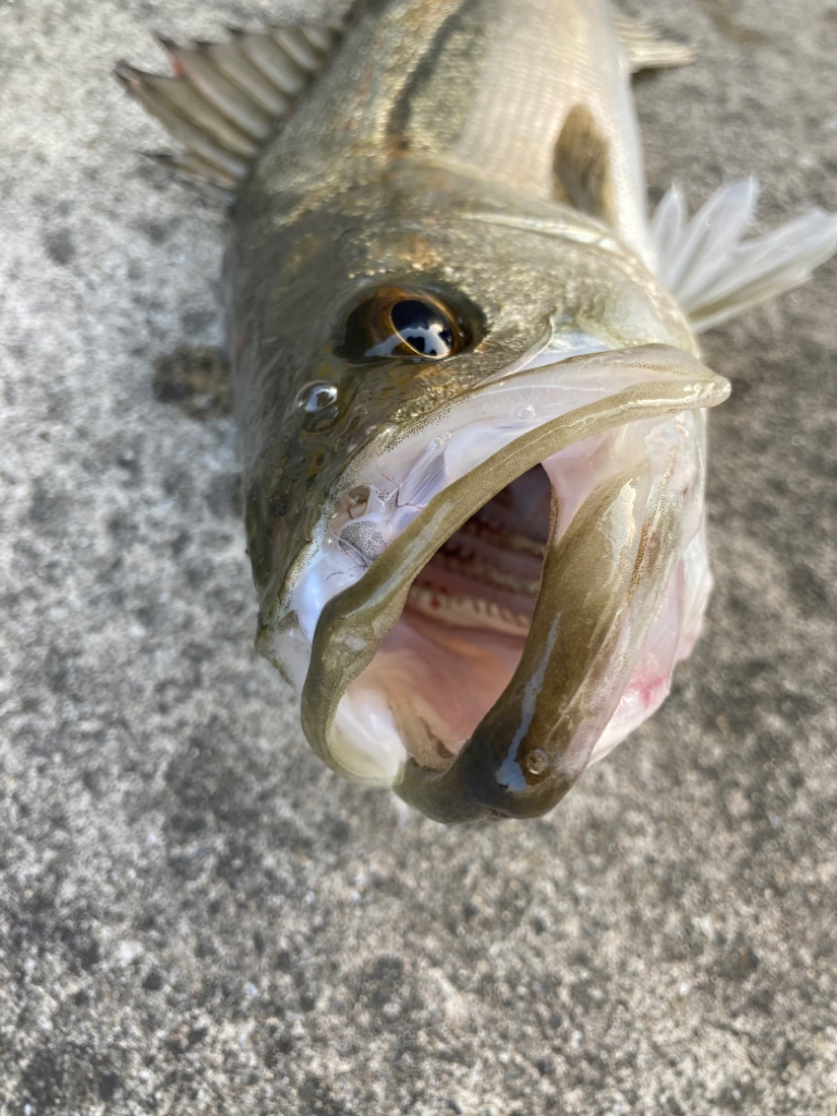 ハネ釣れました!