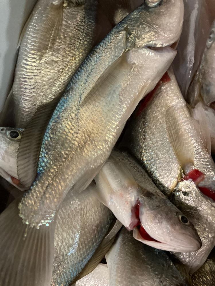 子供とイシモチ