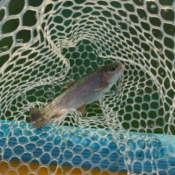 2023初エリアトラウト