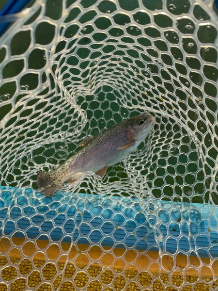 2023初エリアトラウト