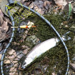 マス、アマゴ元気です！