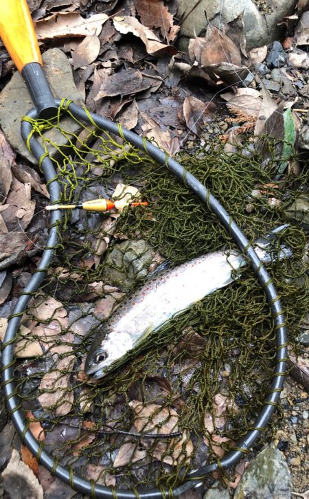 マス、アマゴ元気です！