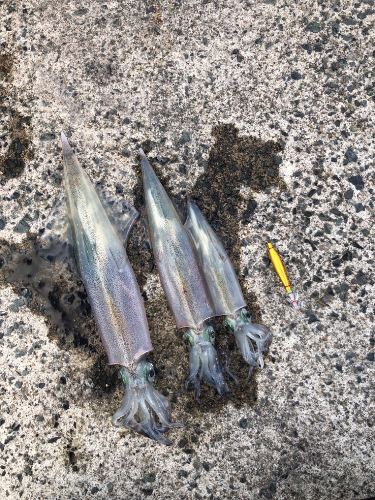 ヤリイカ上向き?