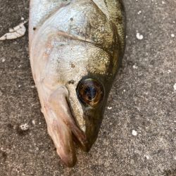 朝から寒い中エビ撒き