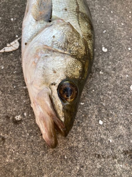 朝から寒い中エビ撒き