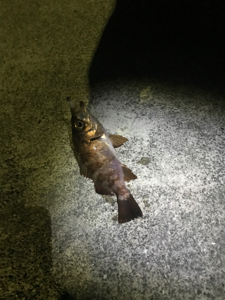 冬はガッシーと遊ぶ。