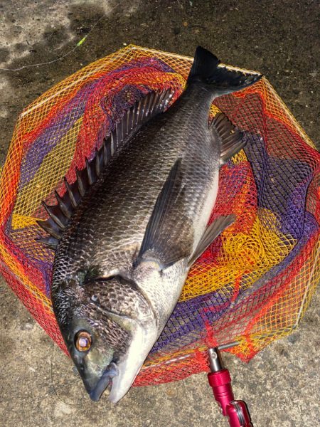 ヘチってきました