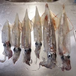 ヤリイカさん狙い!!