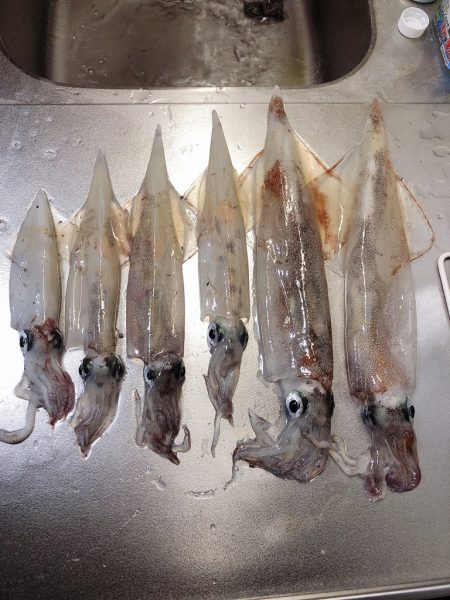 ヤリイカさん狙い!!