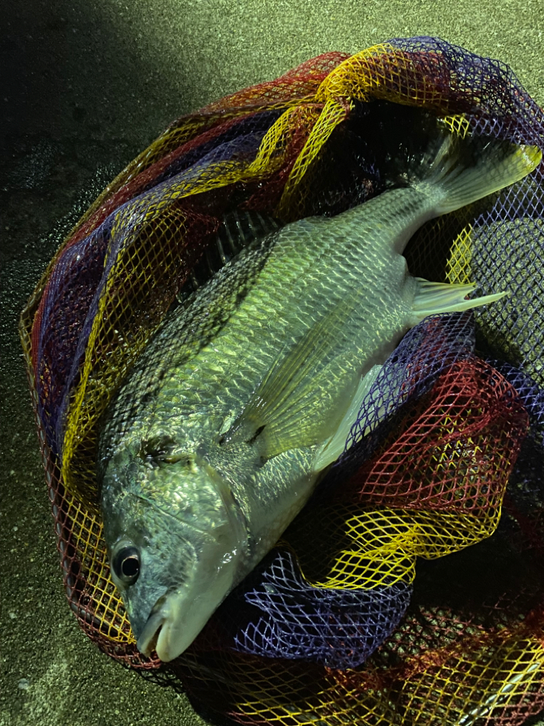 ヘチってきました