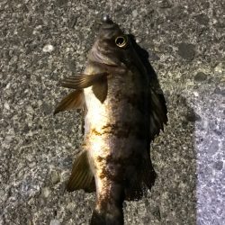 冬はガッシーと遊ぼう！