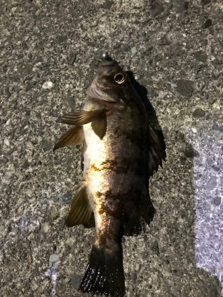 冬はガッシーと遊ぼう！