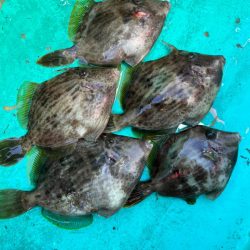 金谷沖、カワハギ