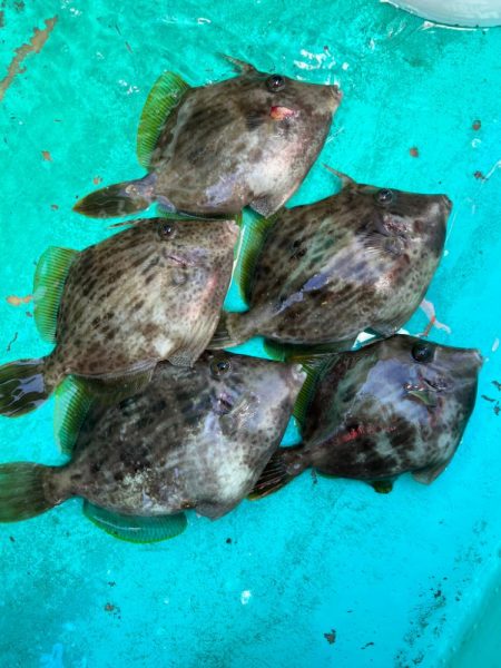 金谷沖、カワハギ