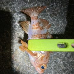 アジング、メバリング