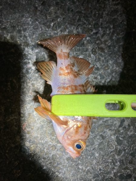 アジング、メバリング