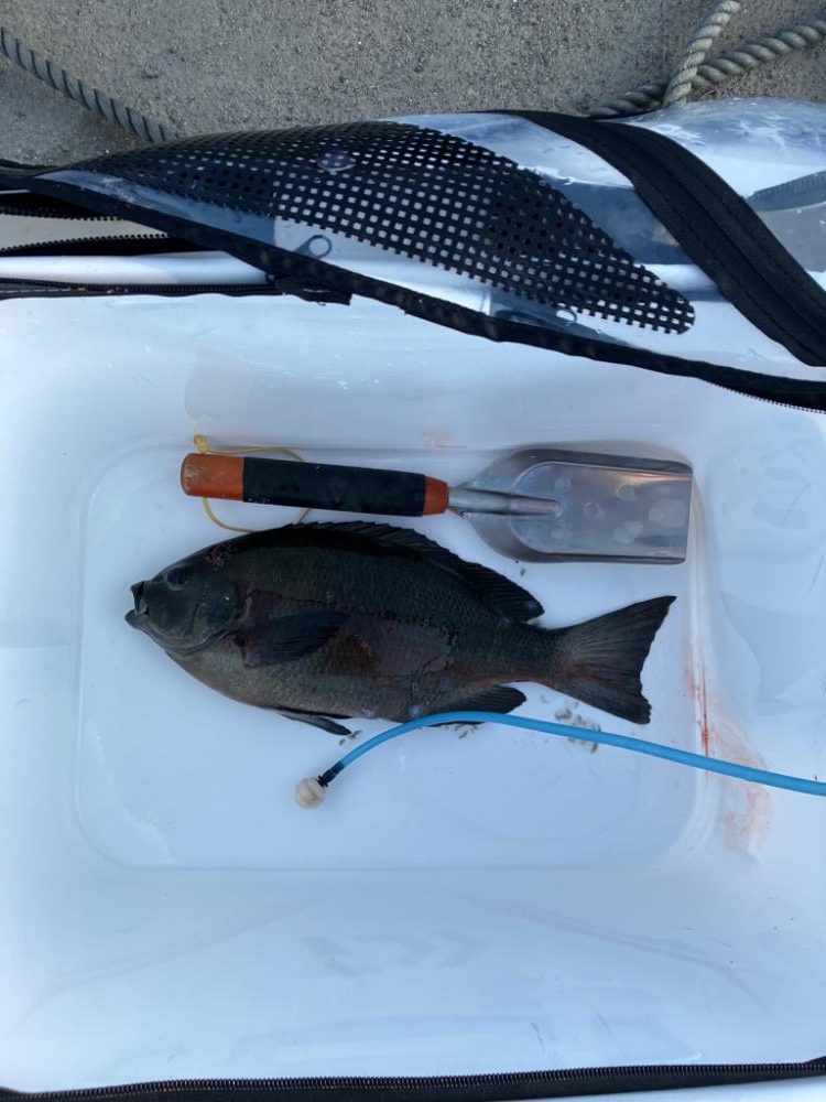 磯でグレ&イスズミ