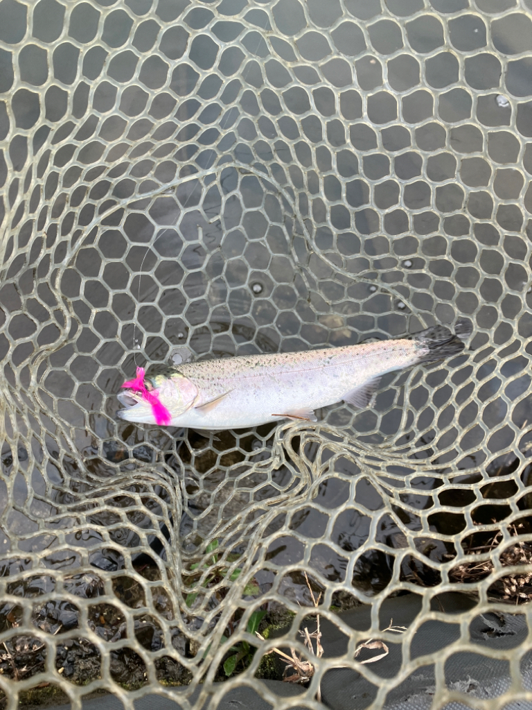 エリアトラウト