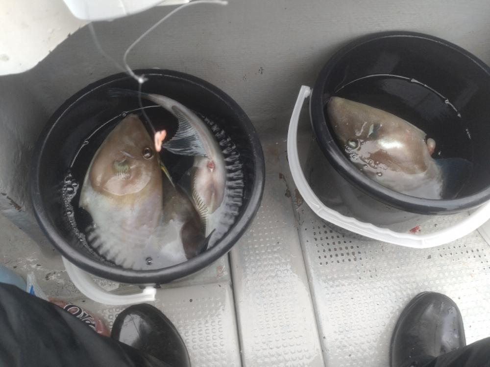 今年初のオフショアでウマヅラハギ