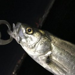 アジを求めて初釣り