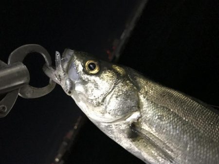 アジを求めて初釣り