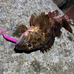 ２０２３年初釣り｜まずまずの高活性なメバリング♪