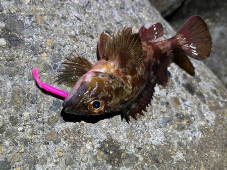 ２０２３年初釣り｜まずまずの高活性なメバリング♪