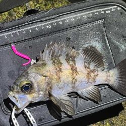 満月大潮の激渋メバリング｜スプリットで攻略！