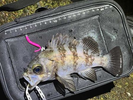 満月大潮の激渋メバリング｜スプリットで攻略！