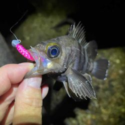 本荘人口島で激渋メバリング｜釣れてもミニサイズ！