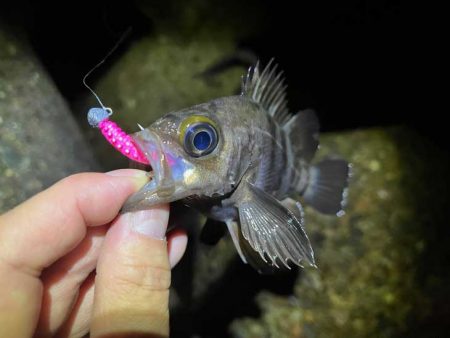 本荘人口島で激渋メバリング｜釣れてもミニサイズ！