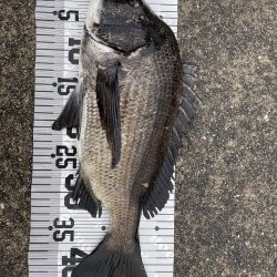 イチノ兄弟(兄)釣果!