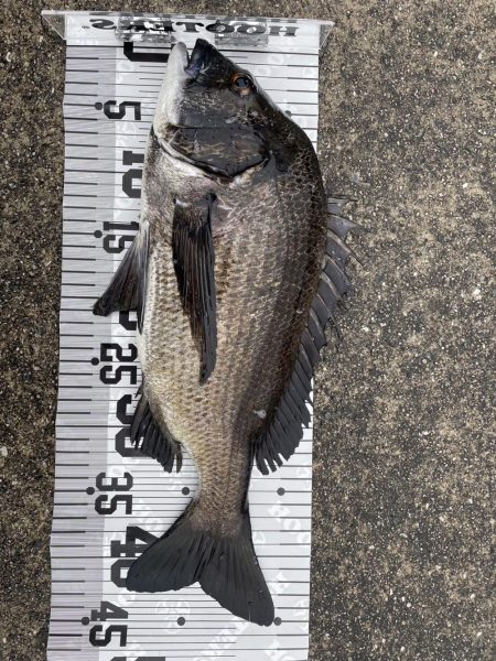 イチノ兄弟(兄)釣果!