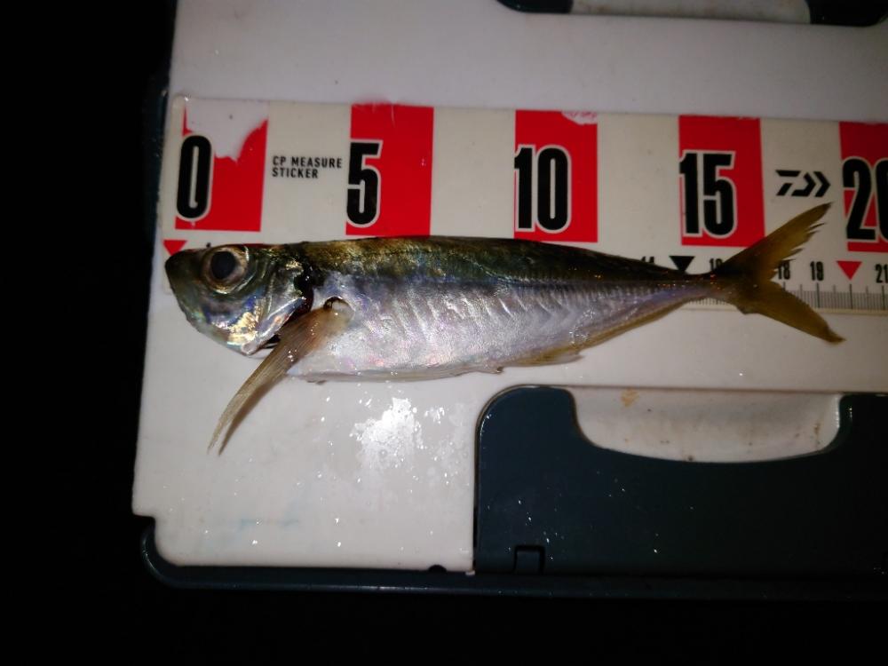 ２０２２初釣り