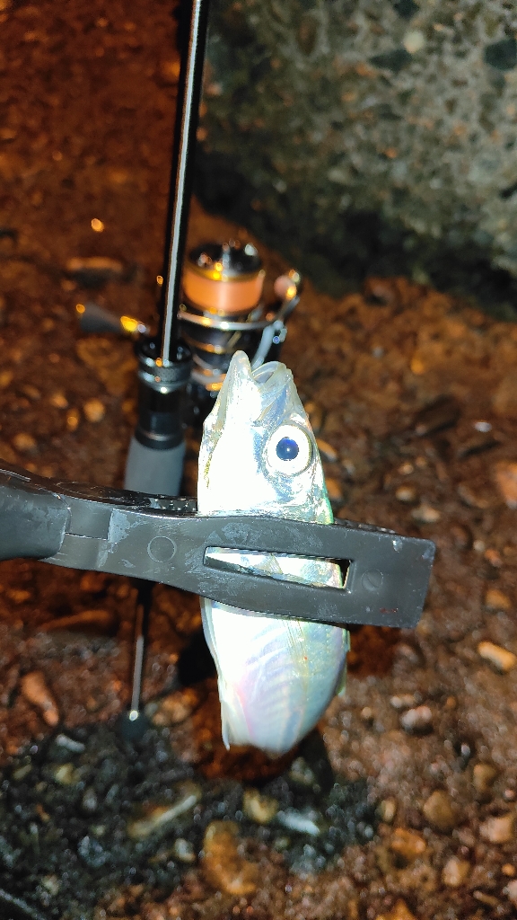 今日もアジ狙いで