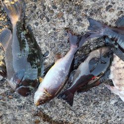 和歌山市江（吉丸渡船）でグレ釣り
